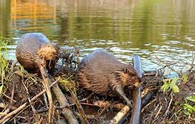 Read more about the article As the heat wave climate crisis worsens, beavers can return to Britain to help us if we permit them in the wild