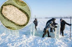 Read more about the article Zombie viruses that were frozen for ages in Siberia have been revived by Russian in global warming