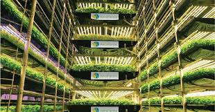 Read more about the article Fatal flaws of vertical farming are rising LED electricity fee with carbon footprint and high construction fee