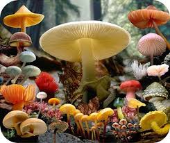 Read more about the article Fungal evolution new branch discovered by scientists(origins of all fungi)