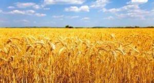 Read more about the article Breeding climate proof crops may be aided by exotic wheat DNA