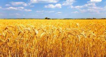 Read more about the article Breeding climate proof crops may be aided by exotic wheat DNA