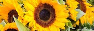 Read more about the article Sunflower is regulated by the circadian clock, favouring pollinators