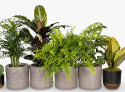 Read more about the article Amazing plants to stop condensation and clean household mould in air