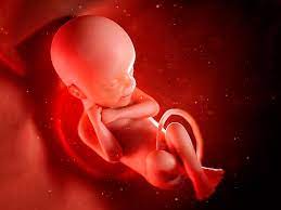 Read more about the article New research refutes claims that microbes surround foetuses in the pregnancy