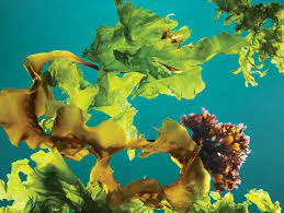 You are currently viewing Underwater seaweed forests helps combat the climate crisis