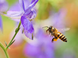 Read more about the article US approved world first vaccine for declining honeybee in January 2023