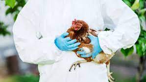 Read more about the article 2023 bird flu in egg industry and plant based alternatives