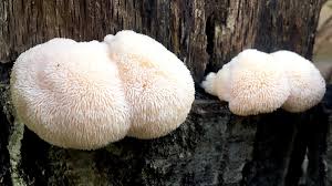 Read more about the article By accelerating nerve growth, mushrooms Lion’s Mane improve memory