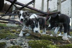 Read more about the article Chernobyl nuclear accident altered genetics in dogs, research shows first