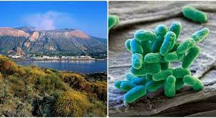 You are currently viewing Volcanic bacterium captures carbon emission quickly and surprisingly