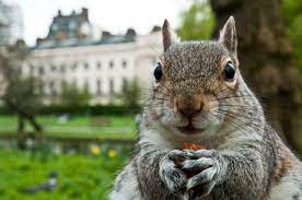 You are currently viewing Rodent squirrels live longer in greener areas of London according to research on air pollution